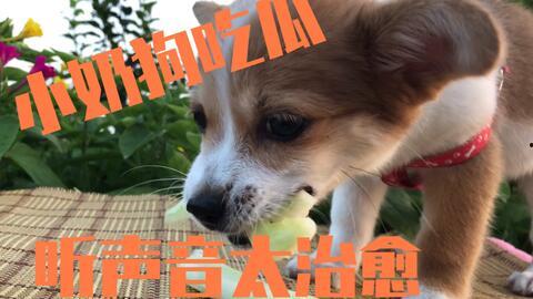 娱乐吃瓜菌狗狗